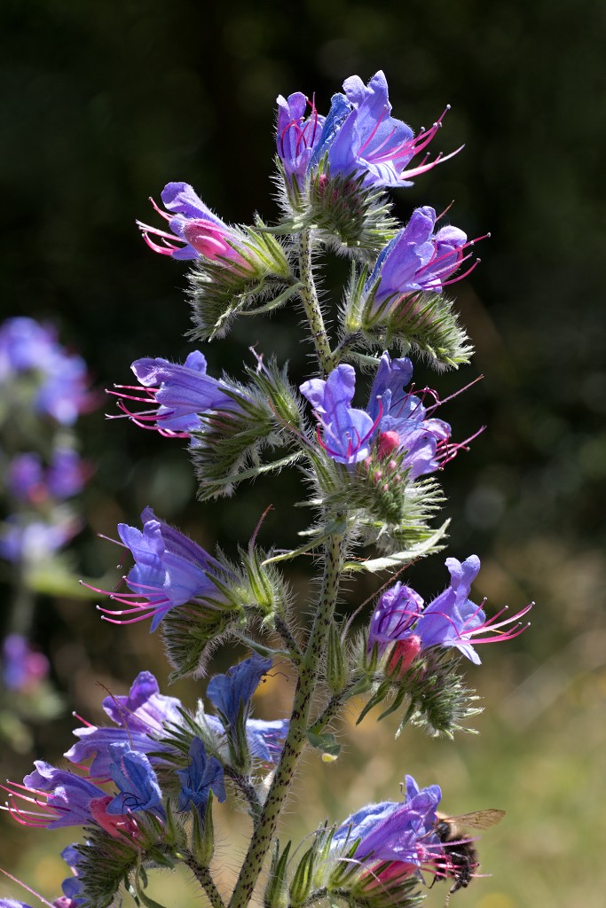 bloemen bloem hdr natuur flora roos rozen tulp tulpen orchidee orchideeen zonnebloem geranium cannabis marihuana wiet hennep sativa indica